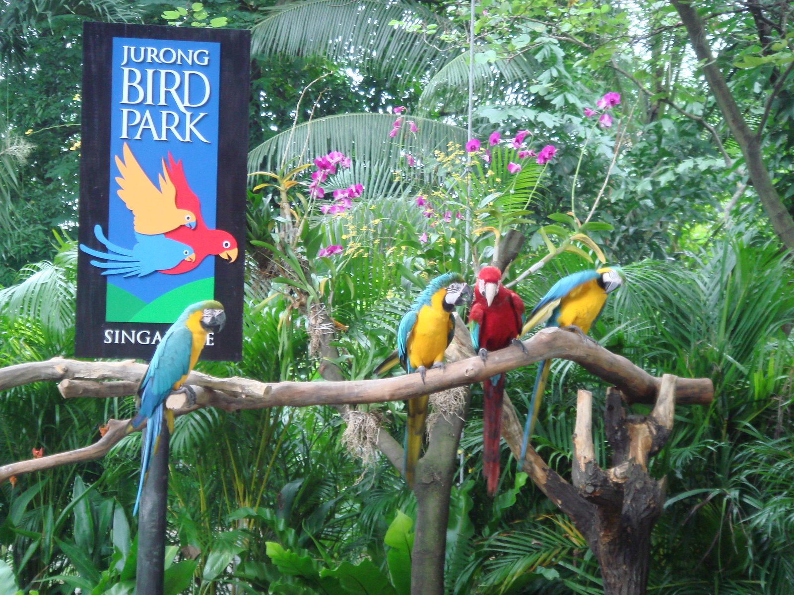 Những Điểm Singapore Vui Chơi Cùng Trẻ Em Du-lich-singapore-gia-re-vuon-chim-jurong